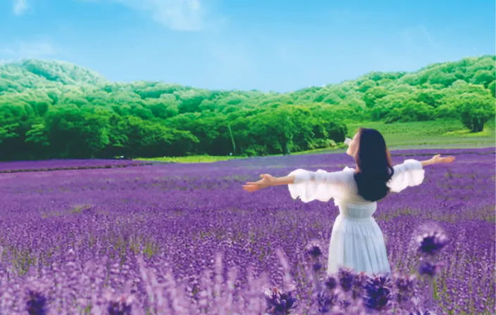 ラベンダー画像