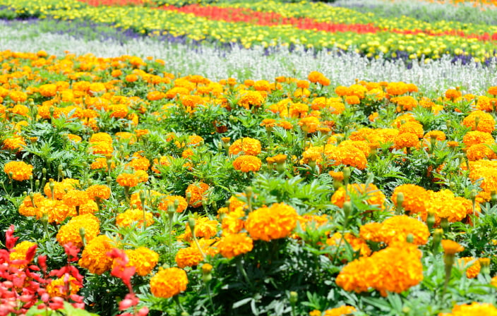 ラベンダー画像