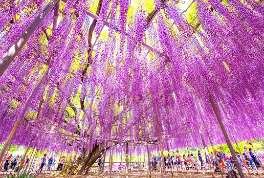 あしかがフラワーパーク