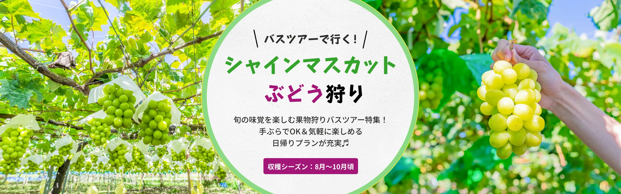 シャインマスカット・ぶどう狩り