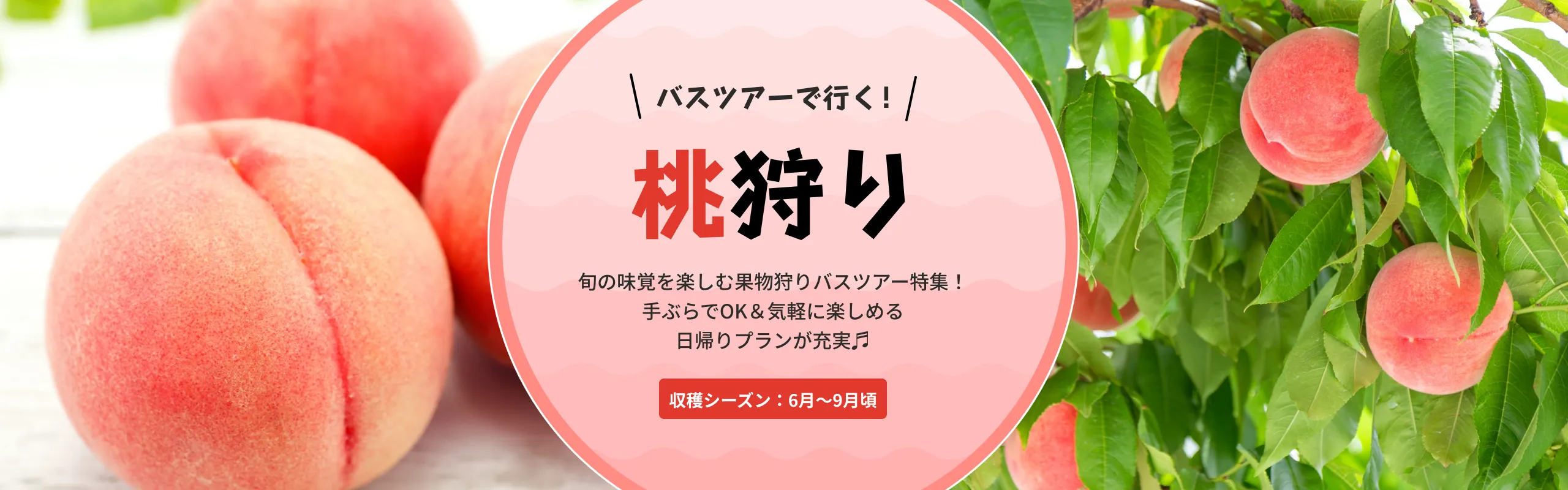 桃狩りバスツアー
