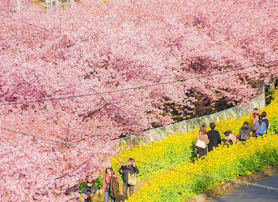 神奈川 三浦海岸桜まつり
