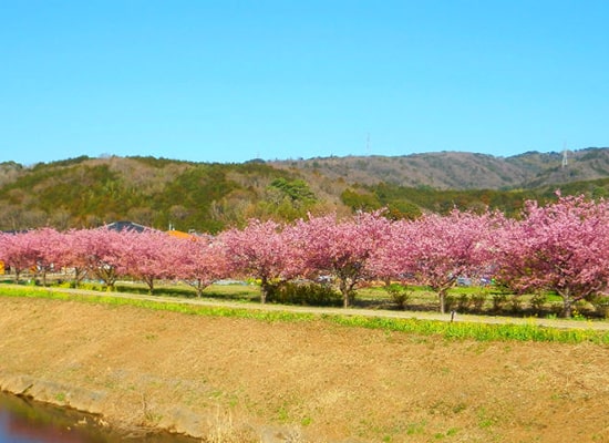静岡_かんなみの桜（イメージ）