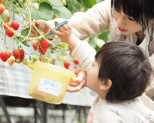 いちご狩り（イメージ）