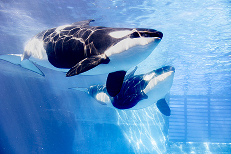 名古屋港水族館（名古屋市）