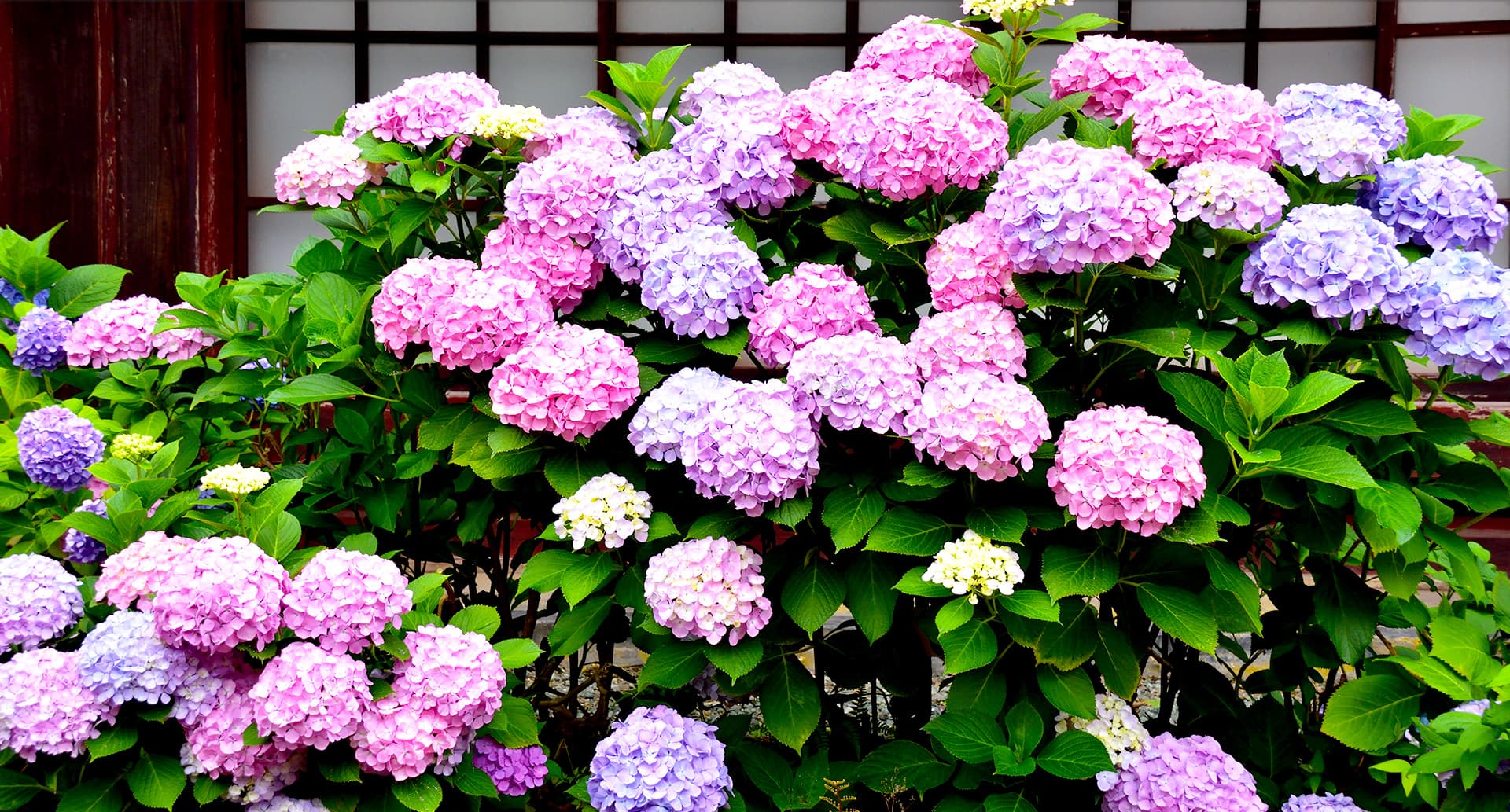 熊川宿の格子戸と紫陽花の花