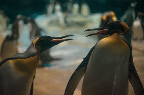 海響館（下関市）