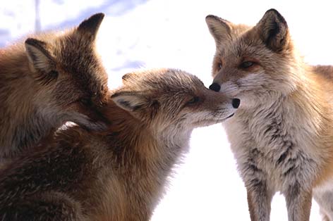 北きつね牧場（北見）