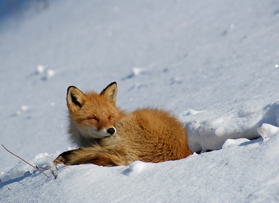 世界遺産 北海道知床特集【HIS 国内旅行】