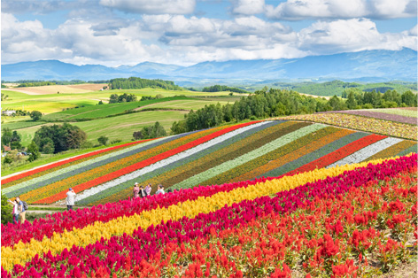 美瑛・四季彩の丘