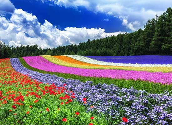 富良野のラベンダー