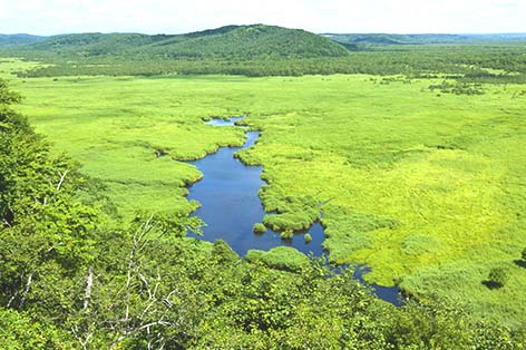 釧路湿原