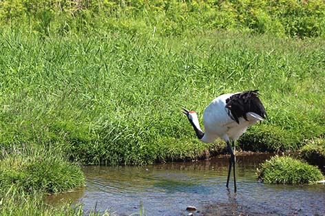 丹頂鶴自然公園（釧路）