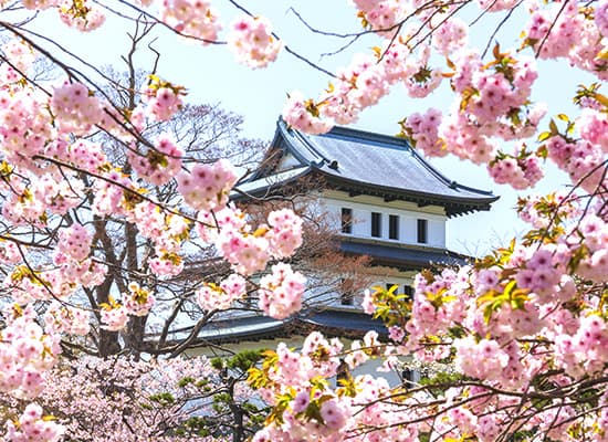 松前さくらまつり