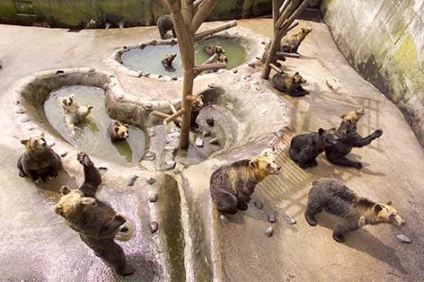 のぼりべつクマ牧場