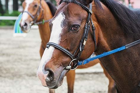 ノーザンホースパーク（苫小牧）