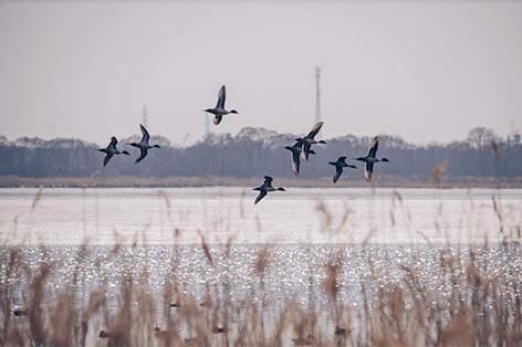 ウトナイ湖（苫小牧）