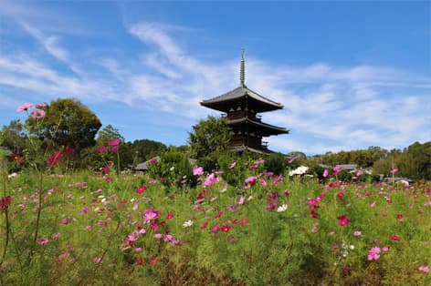 飛鳥・斑鳩・橿原・大和高原