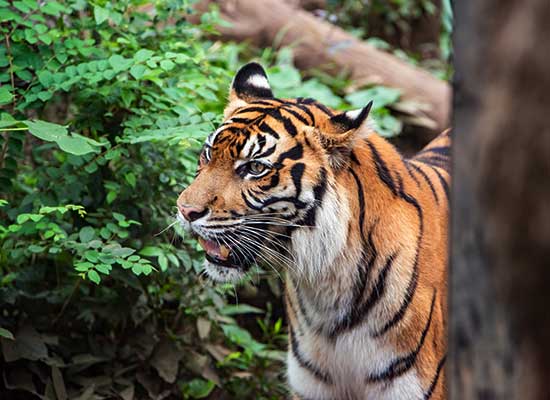 上野動物園（台東）
