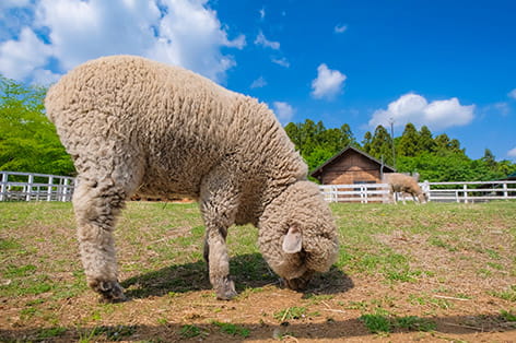 羊山公園（秩父市）