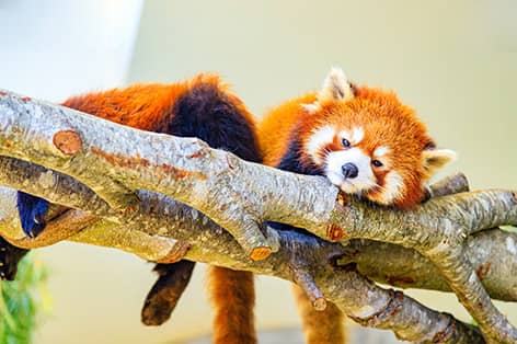 那須どうぶつ王国（那須郡）