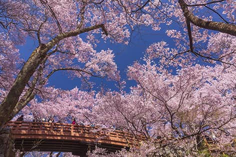 高遠城址公園（伊那市）