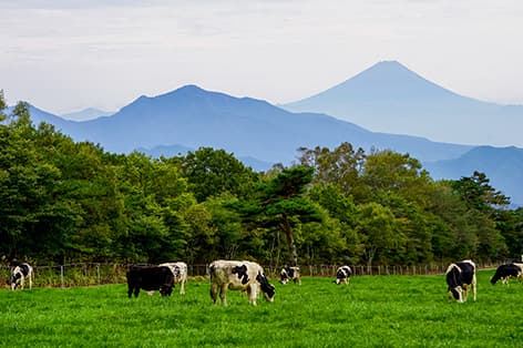 >八ヶ岳・小淵沢・清里・大泉