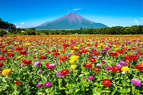 山中湖花の都公園（南都留郡）