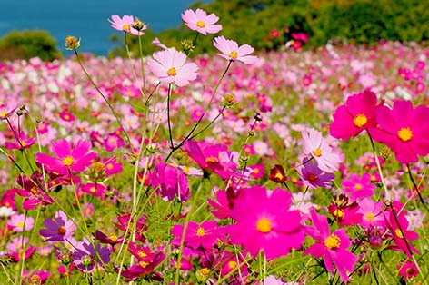 のこのしまアイランドパーク