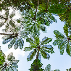 金作原原生林（イメージ）