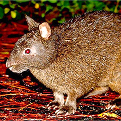 アマミノクロウサギ（イメージ）