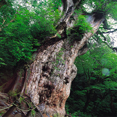 縄文杉（イメージ）