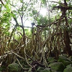 猿川のガジュマル（イメージ）