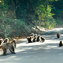 西部林道（イメージ）