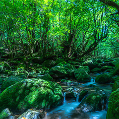 白谷雲水峡（イメージ）