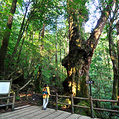 ヤクスギランド（イメージ）