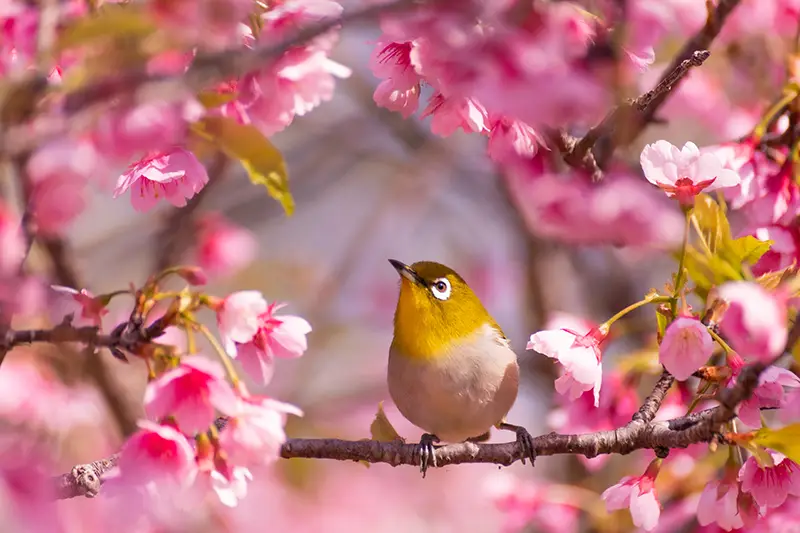 沖縄の春（イメージ）
