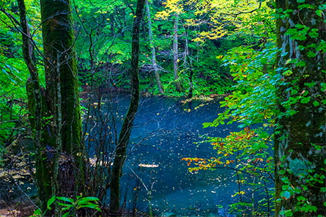 白神山地（西津軽群）