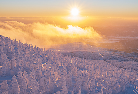 山形_小杉の大杉(イメージ)