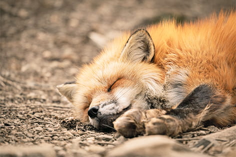 宮城蔵王キツネ村（白石市）