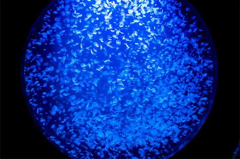 鶴岡市立加茂水族館（鶴岡市）