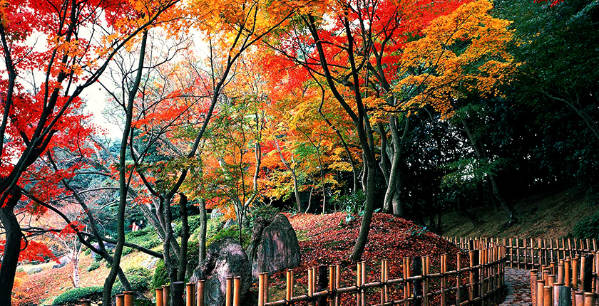 紅葉（イメージ） 