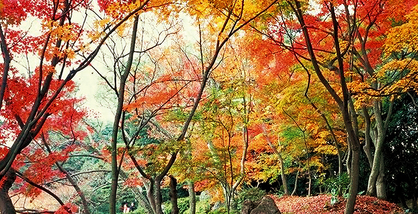 紅葉（イメージ） 