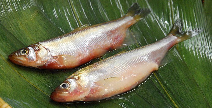 生ししゃもオスメス（イメージ） 