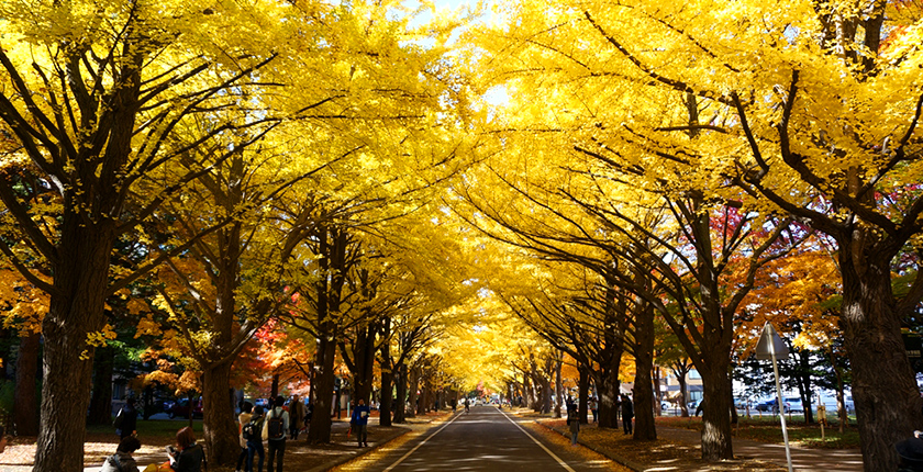 北海道大学_イチョウ並木（イメージ）
