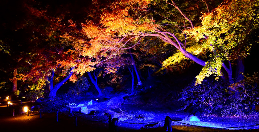 水香江の紅葉ライトアップ（イメージ）