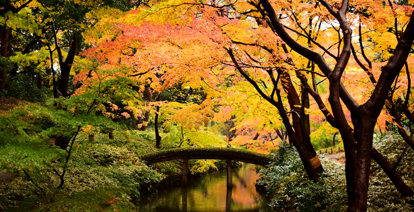 六義園モミジ（イメージ）