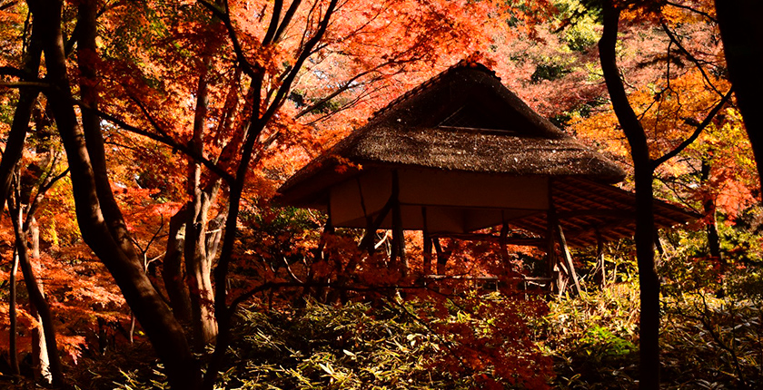 六義園モミジ（イメージ）