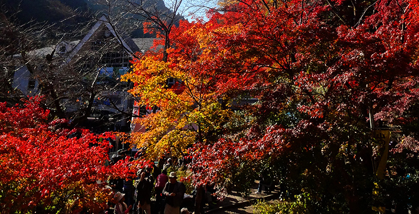 高尾山紅葉（イメージ）