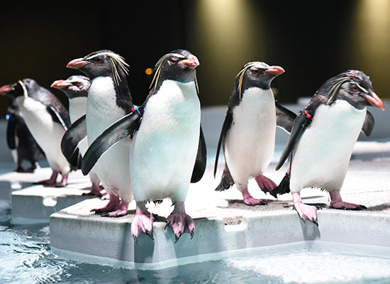 北海道を満喫♪観光・体験・グルメから選べる「とびっきりクーポン」付!【関西発】北海道であそぼ3日間